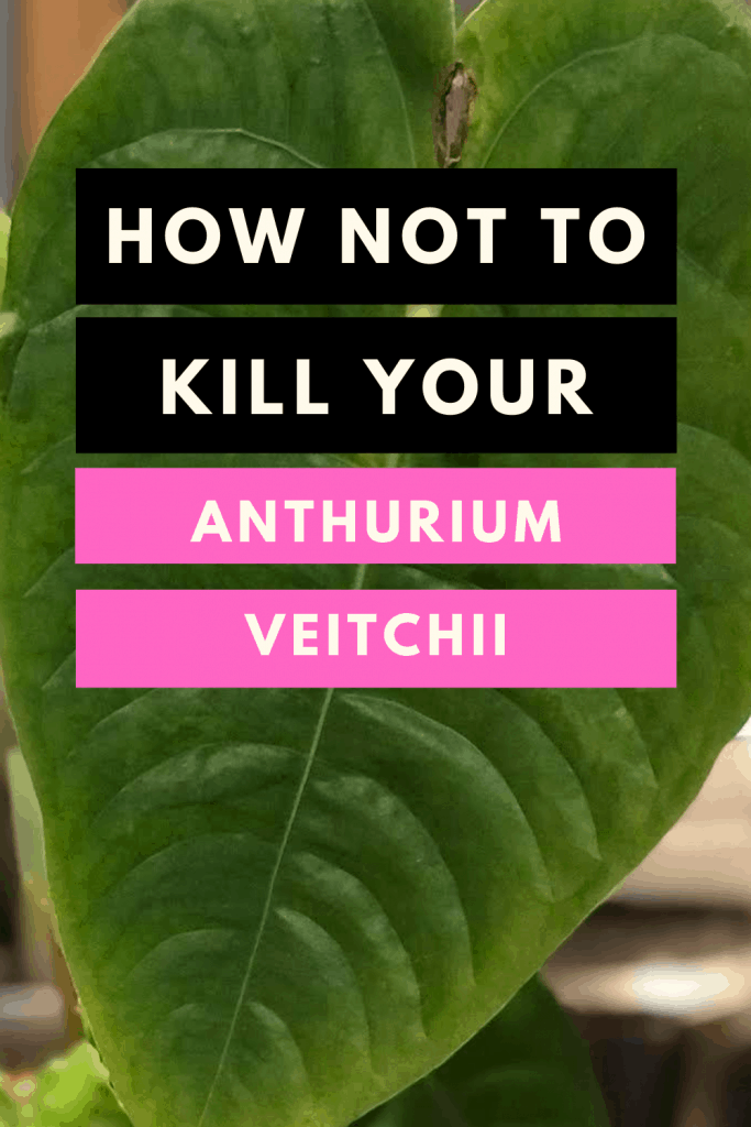 Anthurium Veitchii - How not to kill it