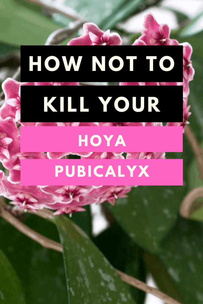 How not to kill your Hoya Pubicalyx