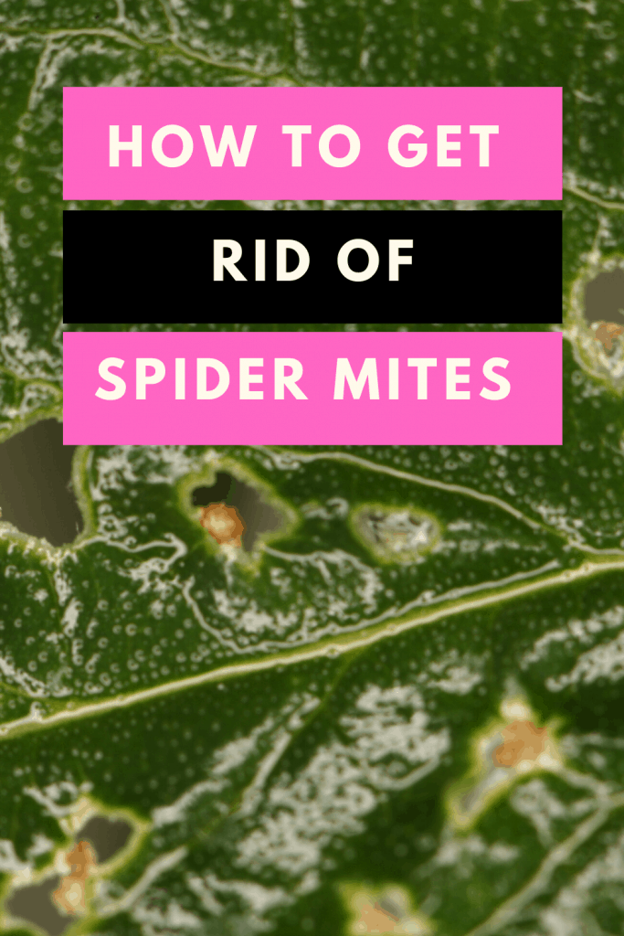 How to get rid of Spider Mites
