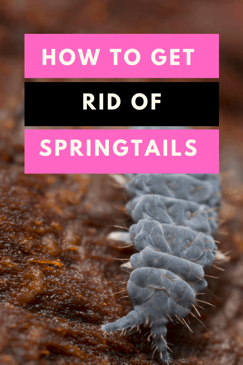 How to get rid of Springtails
