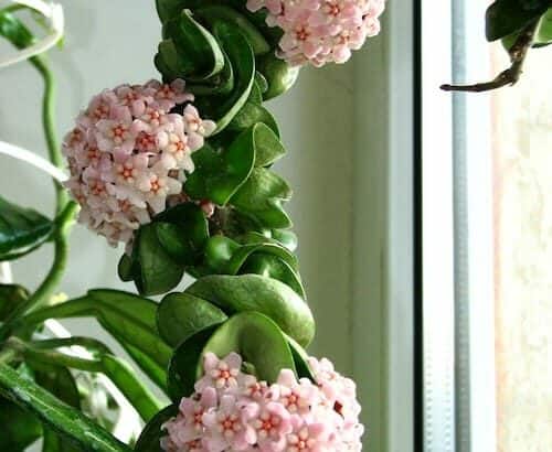 10 Best Hoya carnosa Compacta Care Tips – A Growing Guide