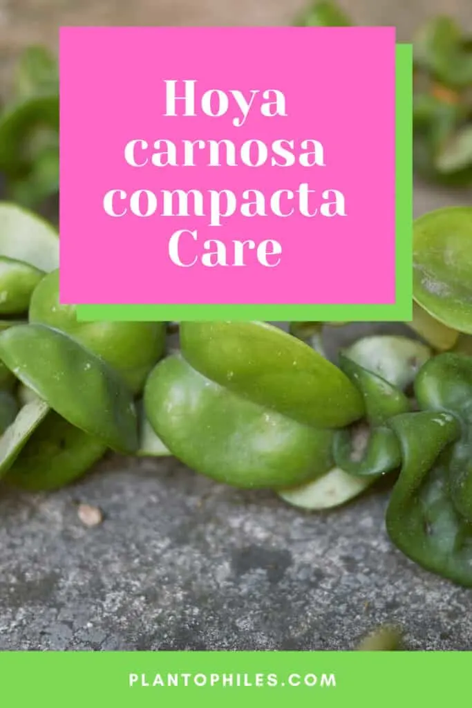 Hoya carnosa compacta Care