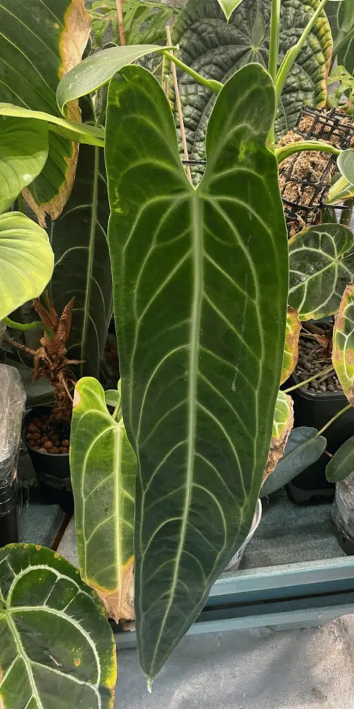 Huge new leaf on my Queen Anthurium