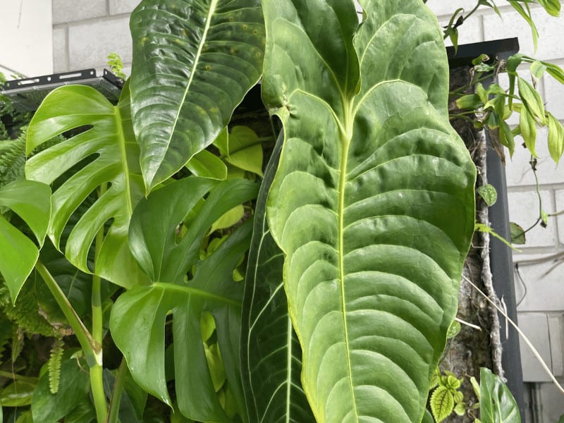 I grow my King Anthurium on a plant wall I have built where it gets bright indirect light