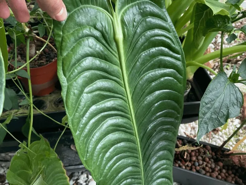 I grow this Anthurium veitchii hydroponically in an Ebb and Flow system with 100% leca as a potting medium