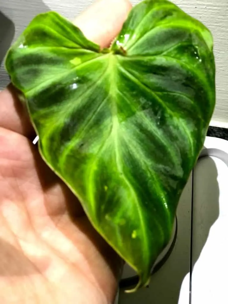 Healthy Philodendron Verrucosum leaf with radiant markings