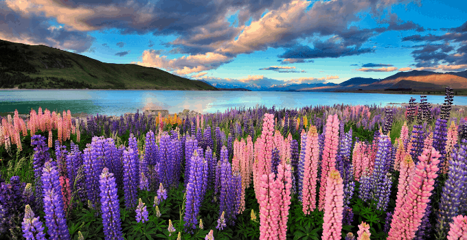 Beautiful Lupine Plants near Lake Tekapo in New Zealand.