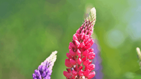 Lupine Plant Best Care Hacks