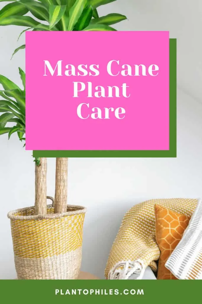 Mass Cane Plant