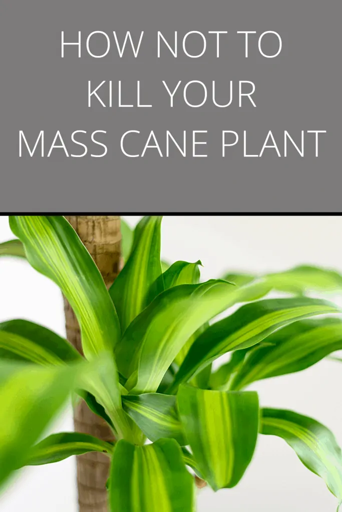 Mass Cane Plant Care
