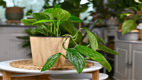 Monstera Karstenianum #1 Best Care Guide