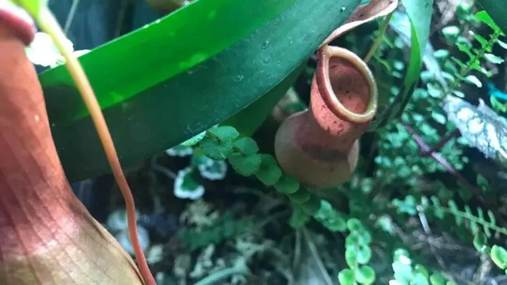 Nepenthes Pitcher Plant #1 Care Guide