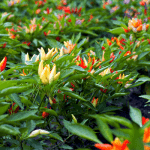 Ornamental Pepper Plant (Capsicum annuum) Plant Care
