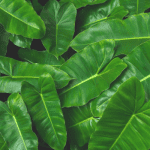 Philodendron Burle Marx Plant Care