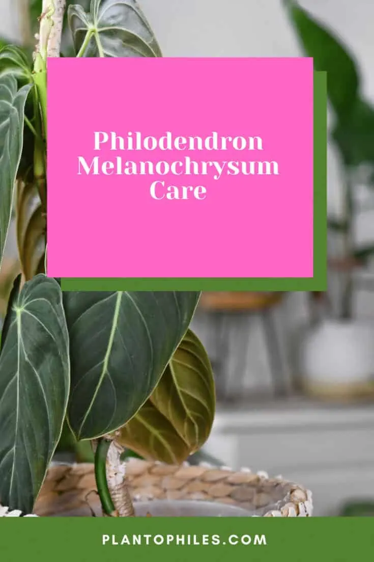 Philodendron melanochrysum Care