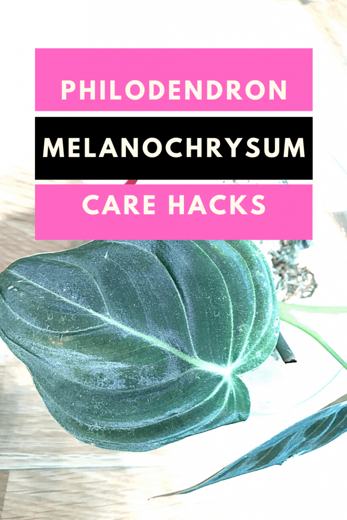 Philodendron Melanochrysum Care Hacks