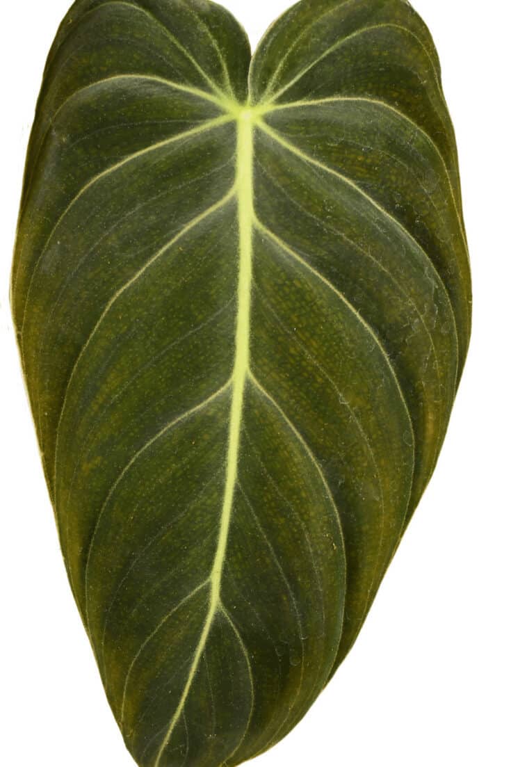 Philodendron melanochrysum leaf blades have a velvety texture