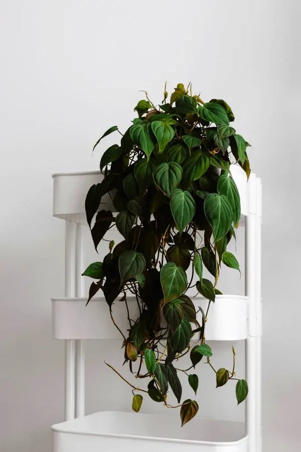 Philodendron Micans Full Plant