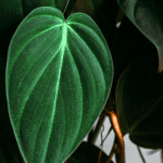 Philodendron Micans Plant Care