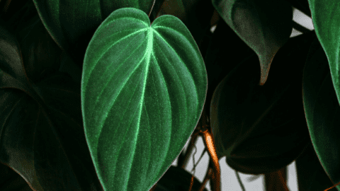 Ultimate Philodendron Micans Care – My Best Tips!