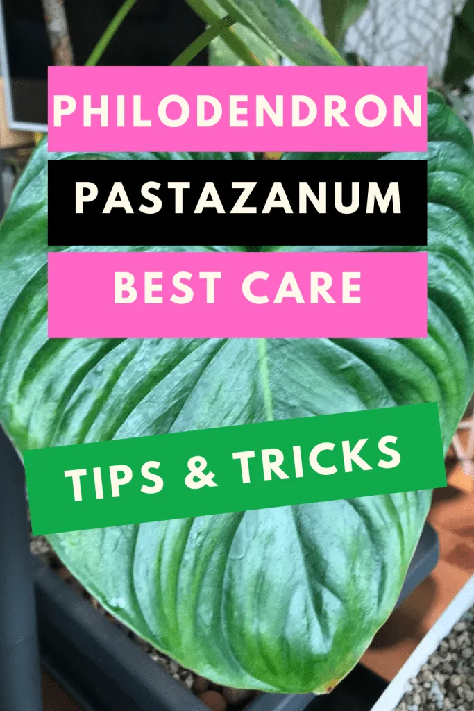 Philodendron Pastazanum Care - Simple Steps To Success 1