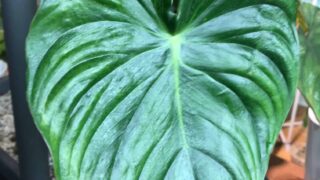 Philodendron Pastazanum leaf