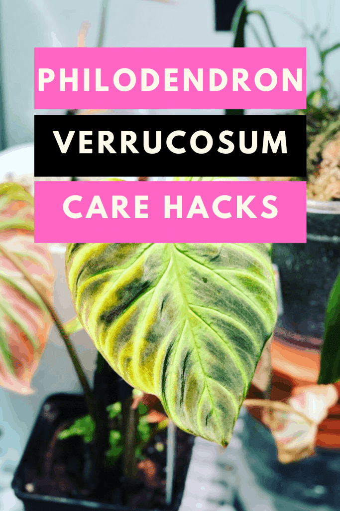 Philodendron Verrucosum Care Hacks