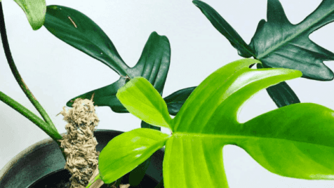 Philodendron Florida Ghost #1 Care Guide