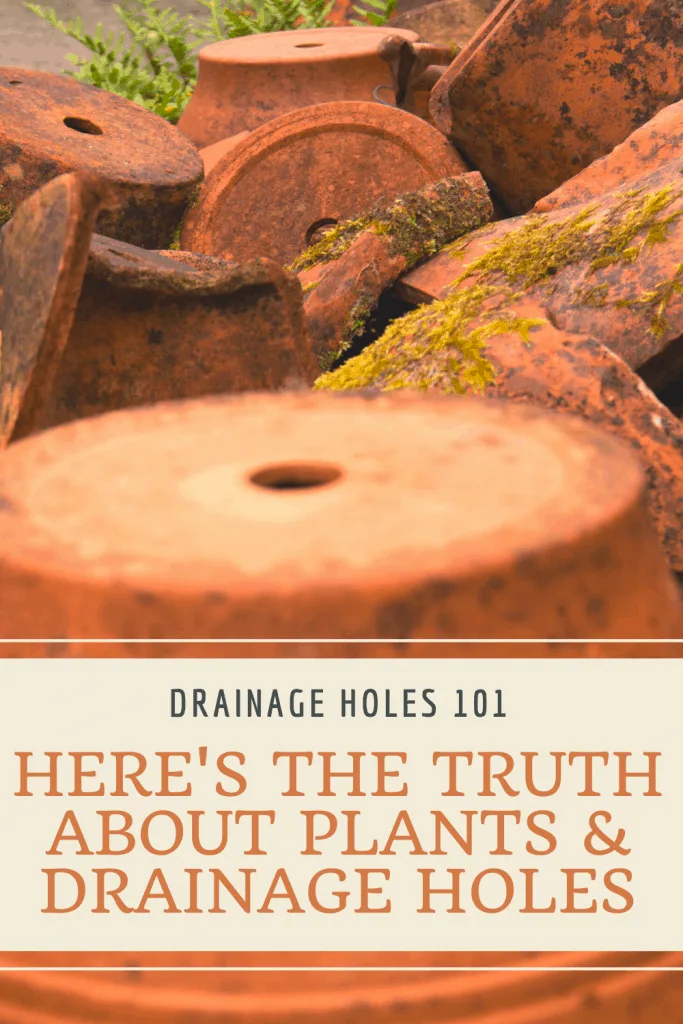 Plants and Drainage Holes
