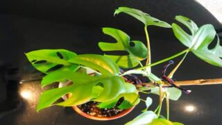 Rhapidophora Tetrasperma Plant Care