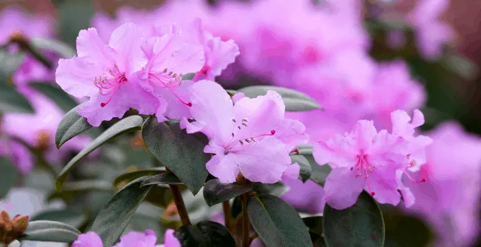 Rhododendron Plants Need Drainage Holes