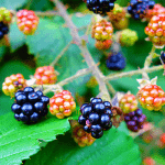 Blackberry (Rubus Fruticosus) Plant Care