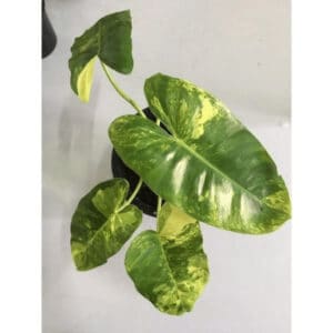 Variegated Philodendron Burle Marx looking stunning with yellow variegation