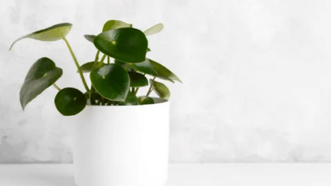 Peperomia Polybotrya Care &ndash; #1 Best Guide