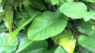 Philodendron giganteum with its gigantic leaves