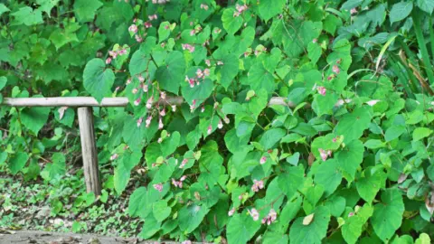 Begonia Grandis Care &ndash; Secrets To Success