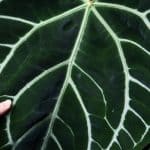 Anthurium Magnificum Plant Care