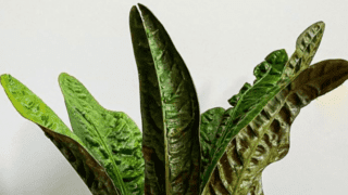 Anthurium Superbum Plant Care Guide