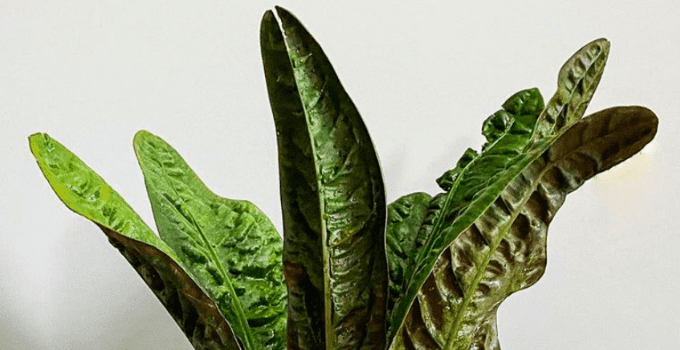 Anthurium Superbum Plant Care Guide