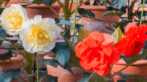 Begonia “Nonstop” Care Secrets Unveiled