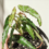 Begonia Amphioxus — In-Depth Care Hacks