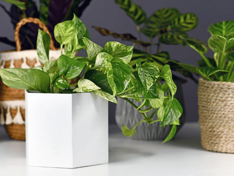 Bright indirect light is best but Marble Queen Pothos tolerates lower light