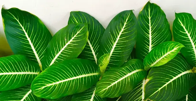 Dieffenbachia Dumb Cane is Perfect for East-Facing Windows