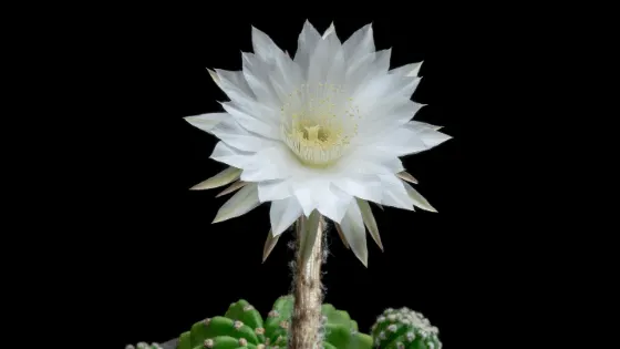 5 Bulbs in Pot Echinopsis subdenudata potted in 2 Inh Pot