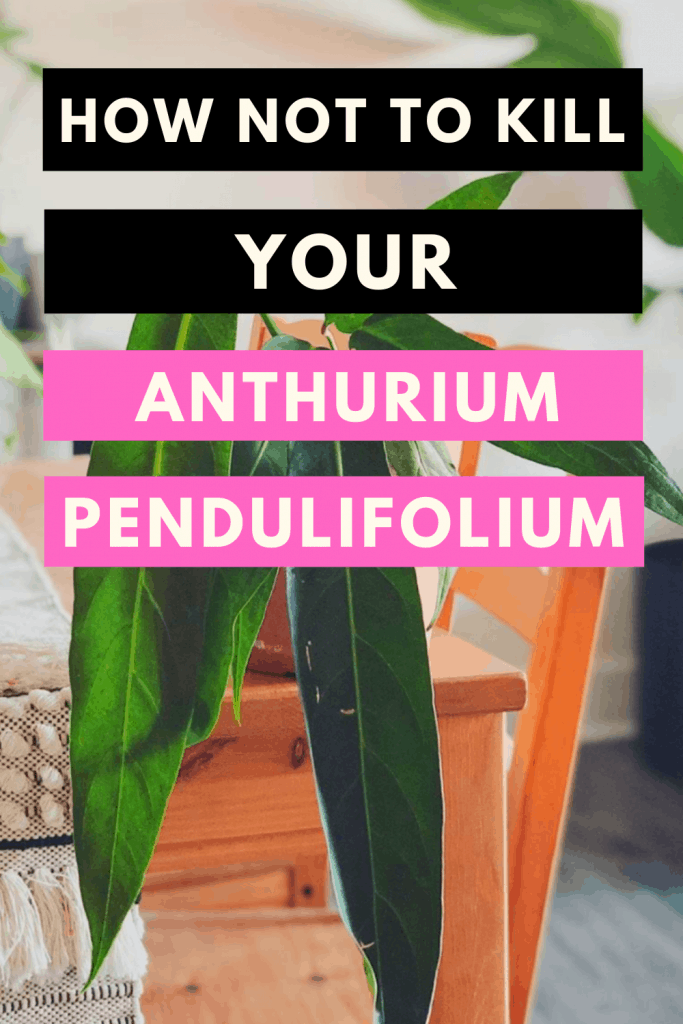 How Not To Kill Your Anthurium Pendulifolium