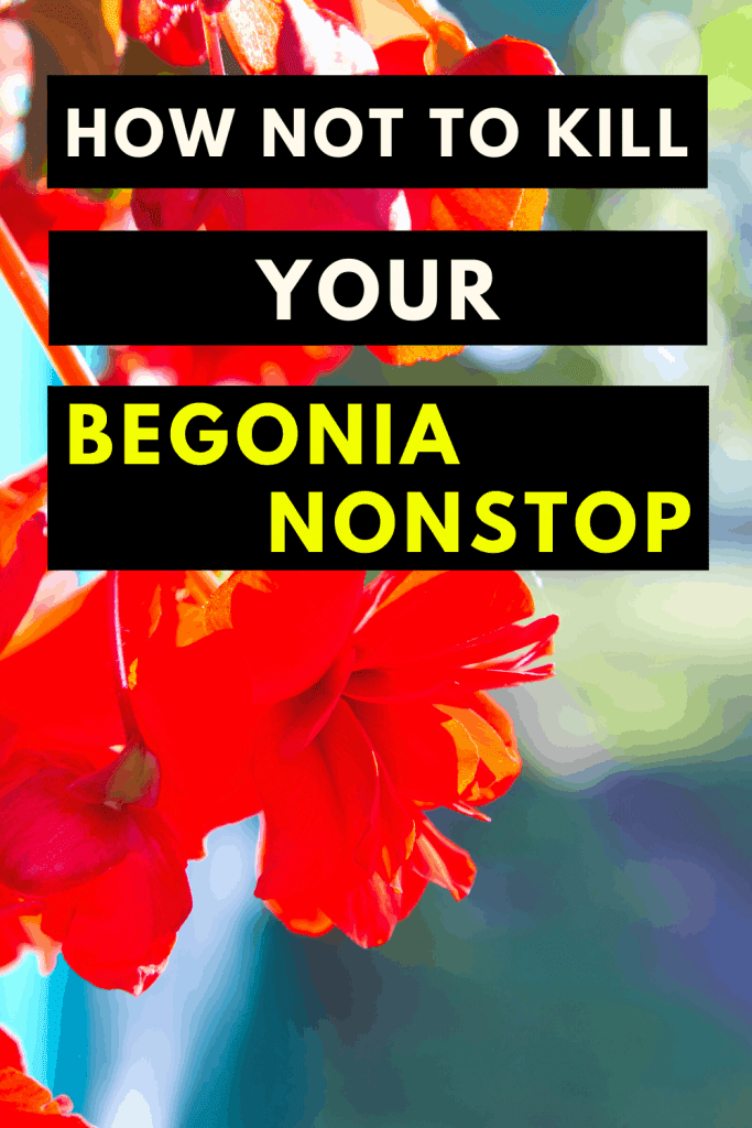 Begonia “Nonstop” Care Secrets Unveiled 1