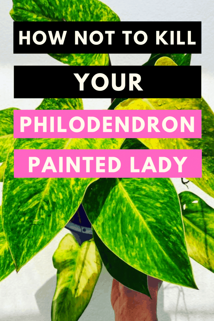 How Not To Kill Your Philodendron Painted Lady
