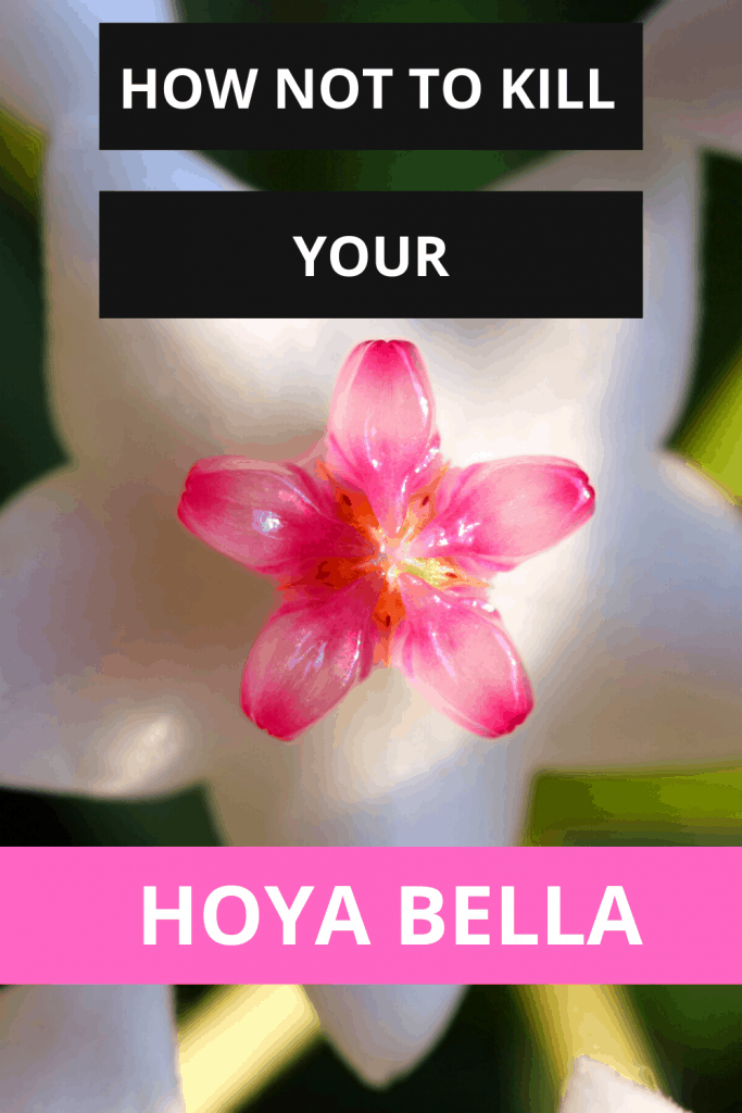 How Not To Kill Your Hoya Bella