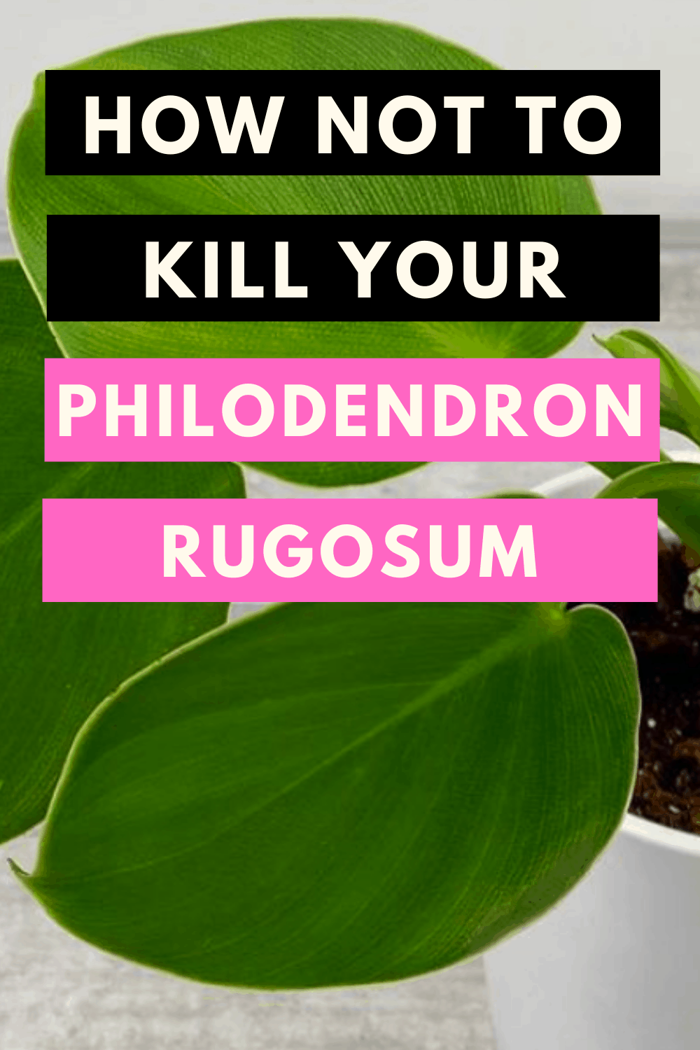 How Not To Kill Your Philodendron Rugosum