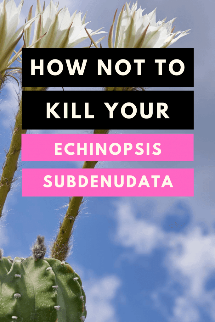 How not to kill your Echinopsis subdenudata